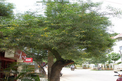 Acacia neriifolia